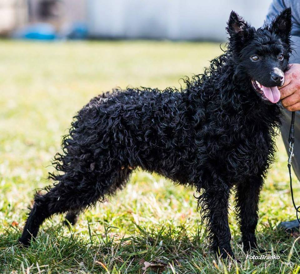 32689062_1849339325123540_1165774885729861632_n hrvatski ovcar.jpg