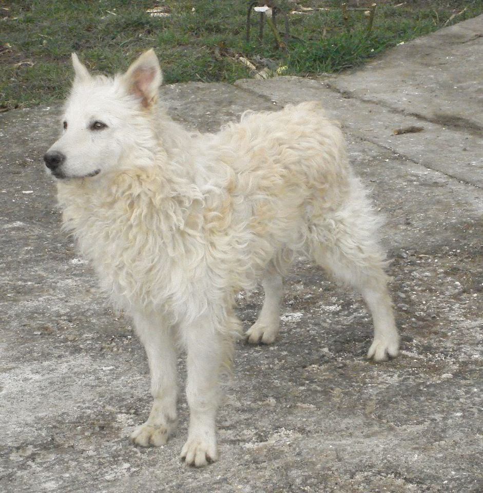 788_4901728539384_1834134520_n hrvatski ovcar.jpg