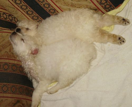 163725_1756405468273_3520995_n hrvatski ovcar.jpg