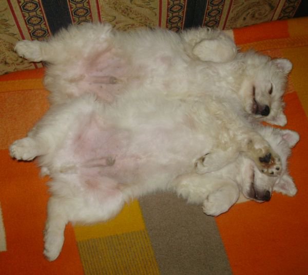 179221_1806571602395_7397240_n hrvatski ovcar.jpg