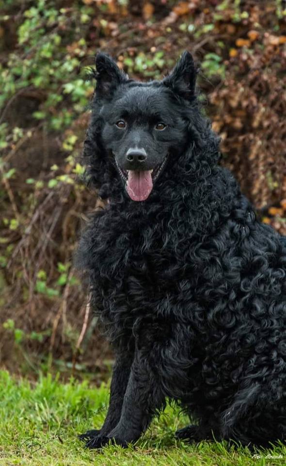 57390058_2344325138958287_4469210567260766208_n hrvatski ovcar.jpg