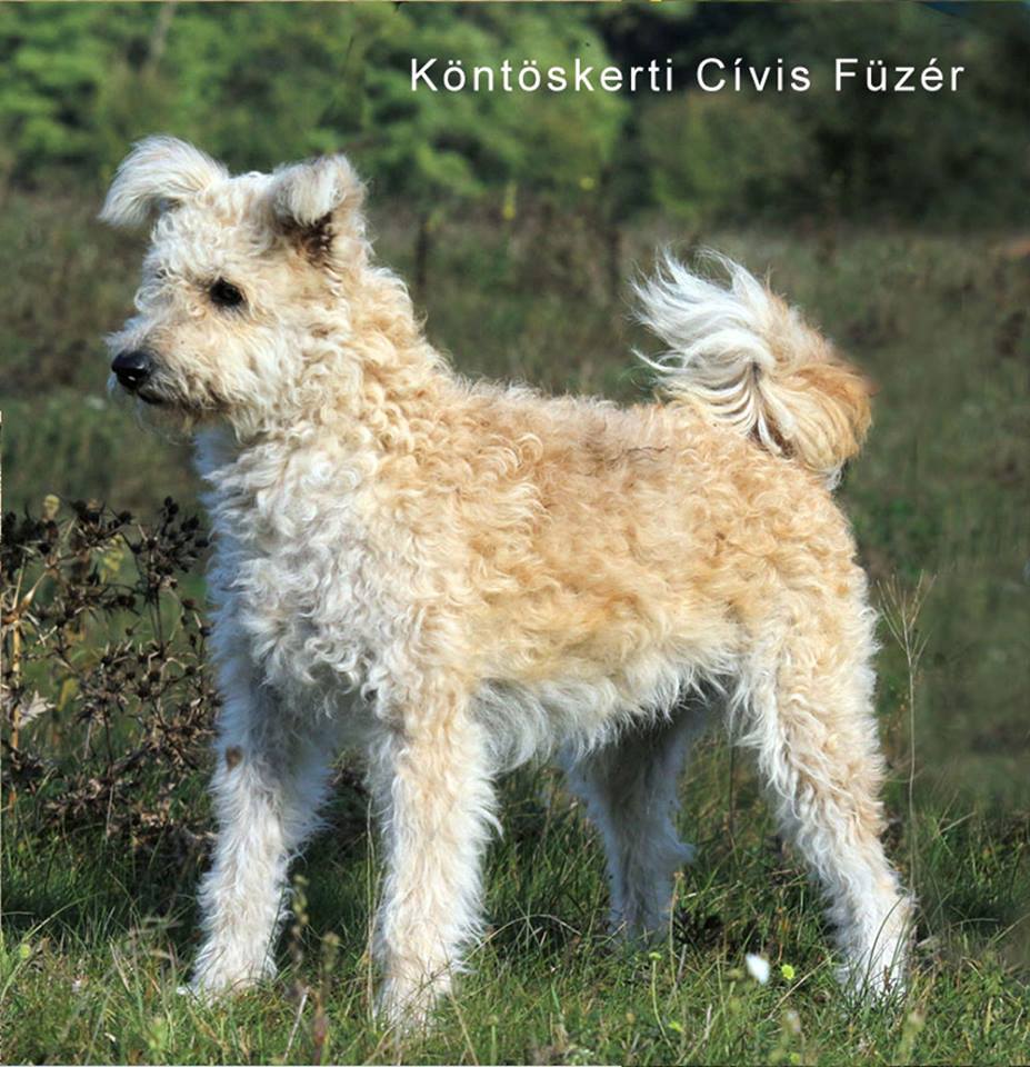 56373556_2124399497655974_5237545285546147840_n pumi.jpg