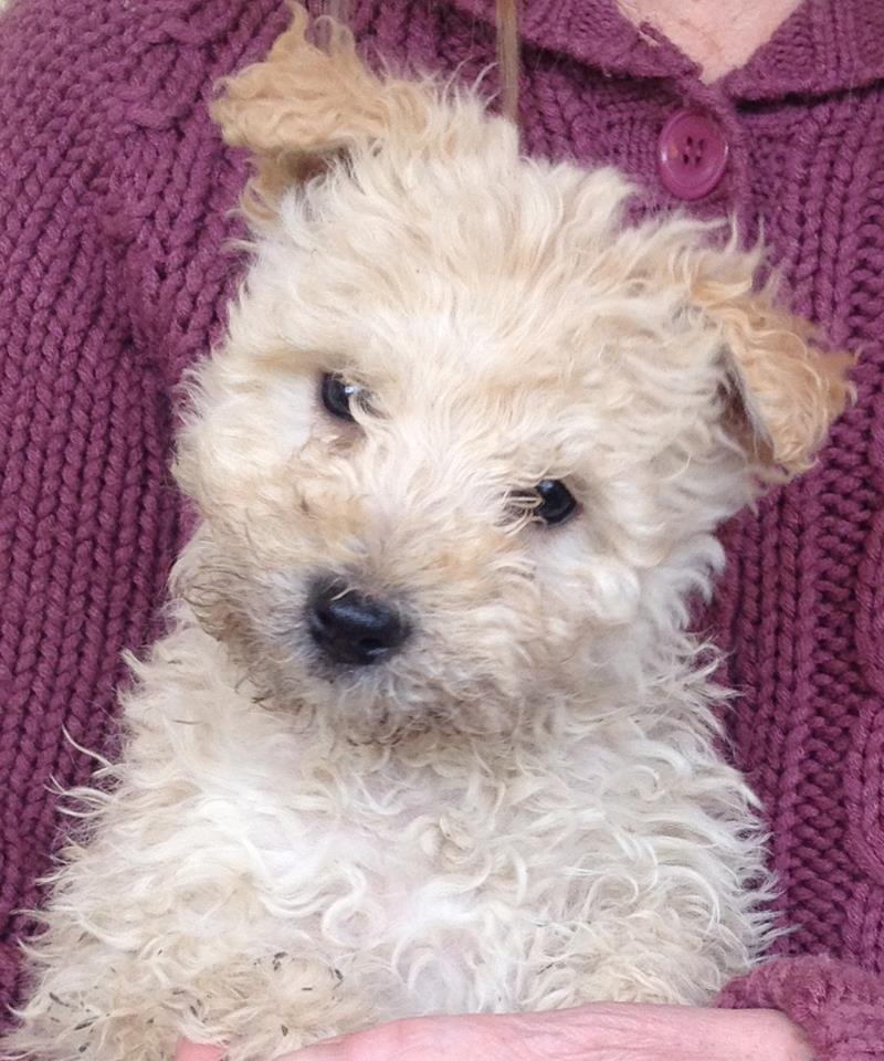 49459907_2013450008762354_3723354436492328960_n pumi.jpg