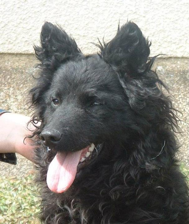 291975_2443026433368_325196398_n hrvatski ovcar.jpg