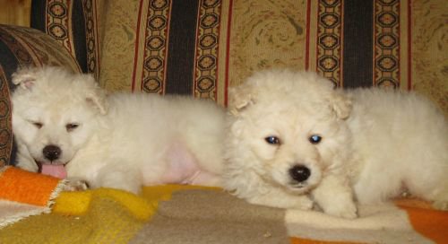 164820_1756408628352_4318105_n hrvatski ovcar.jpg