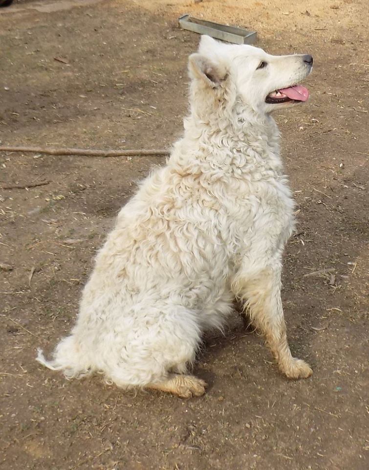 17952547_10212535343636918_8135823424153464522_n hrvatski ovcar.jpg