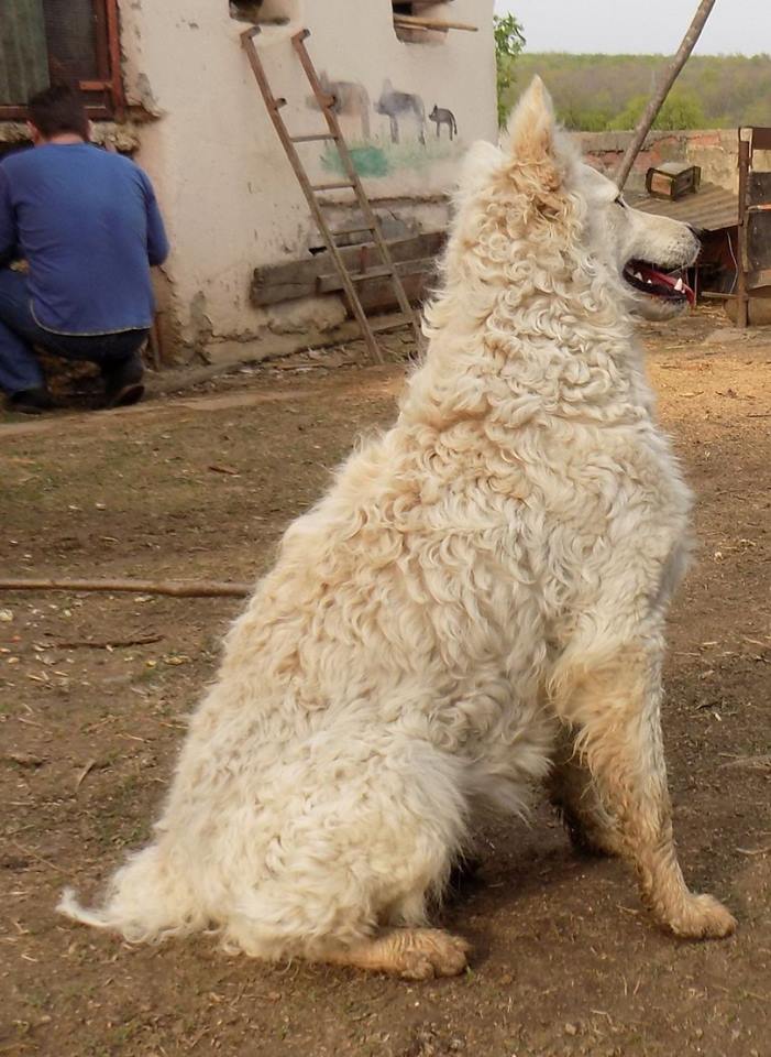 17951973_10212535343836923_5614121540155392819_n hrvatski ovcar.jpg