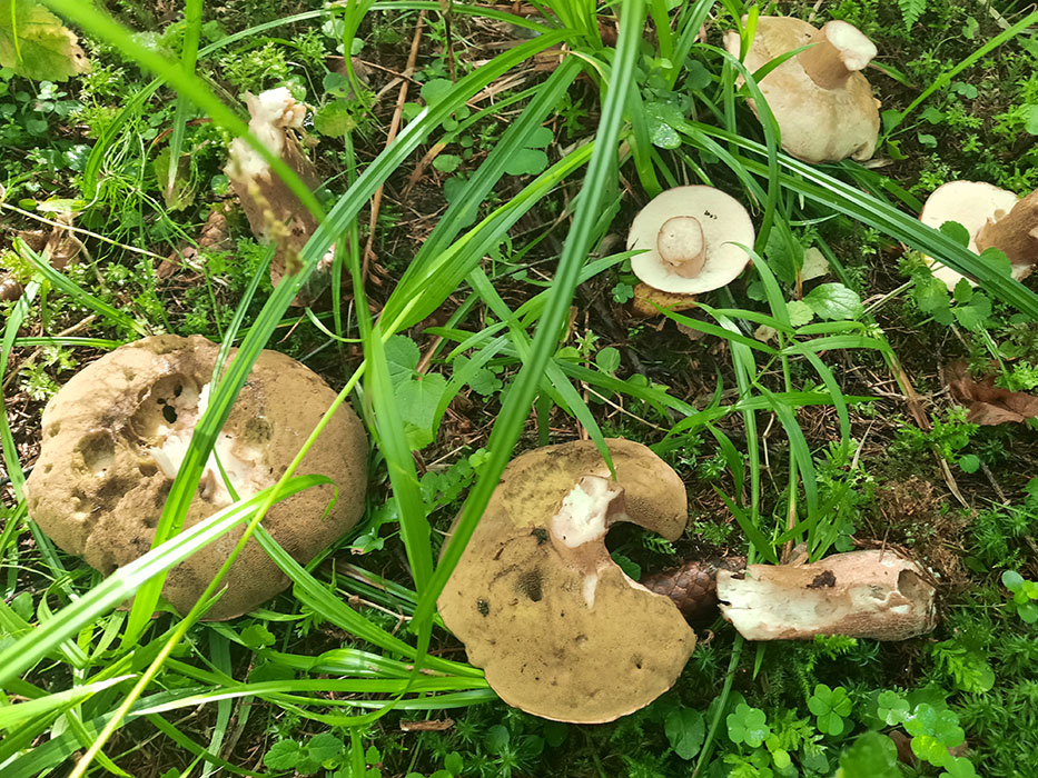 boletus1.jpg